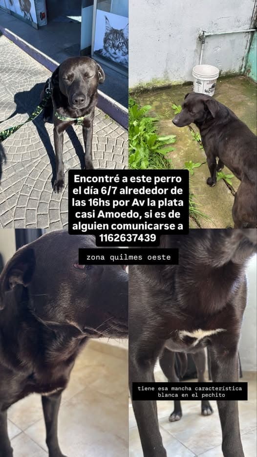 Hund in Quilmes
