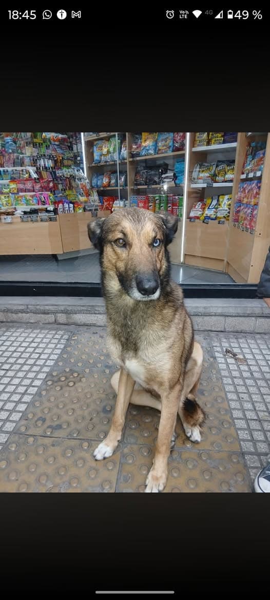 Chien à Buenos Aires