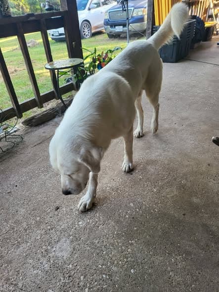 Perro