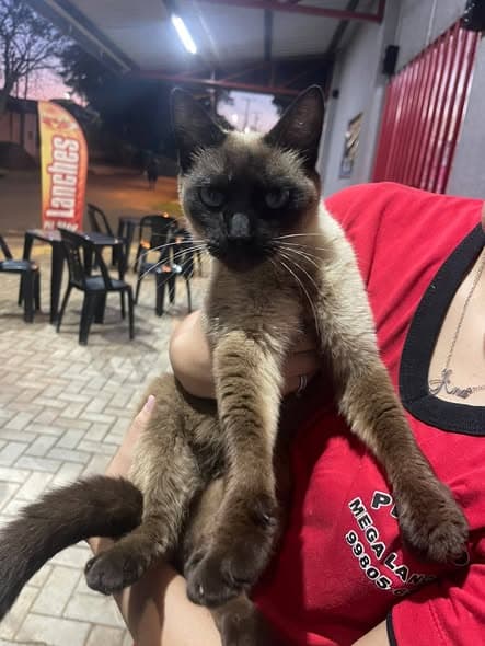 Chat à Vila Borges