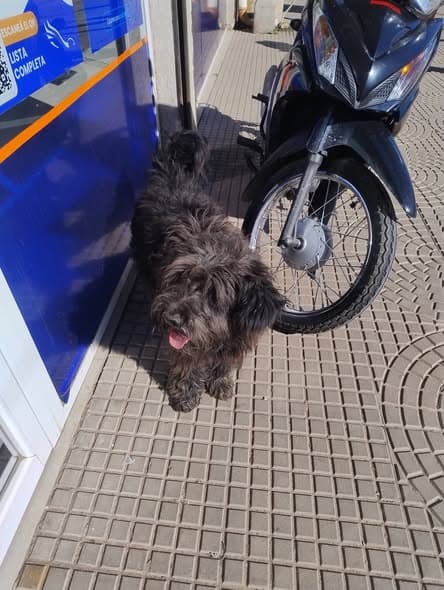 Hund in Savio