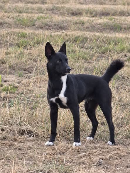 Hund in Queyrai