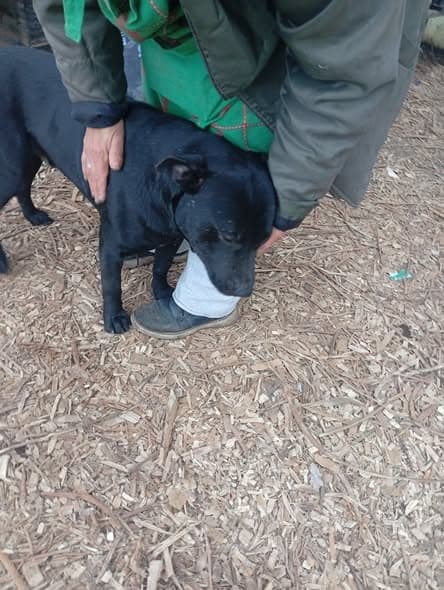 Cachorro