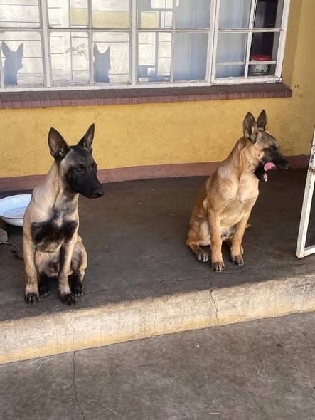 Bruno and Silver