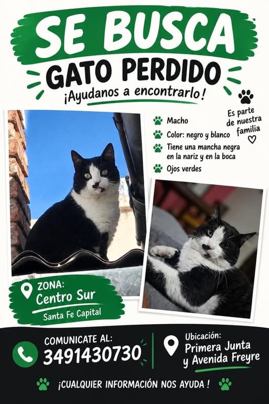 Gato