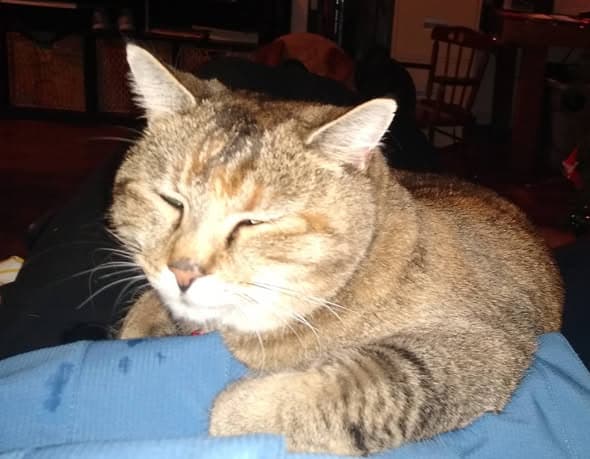Name des Haustieres meow, meow