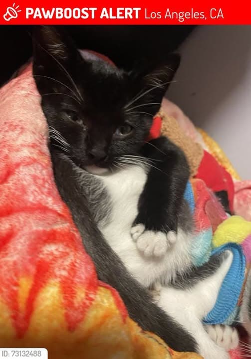 Gato