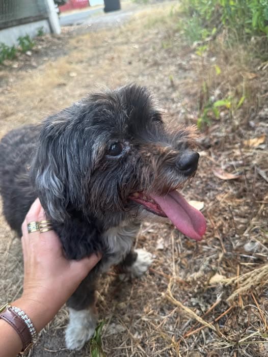 Dog found