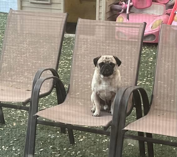 Hund