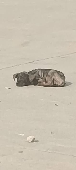 Perro en Monserrat