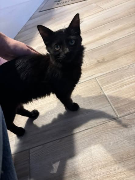 Katze in Coustellet