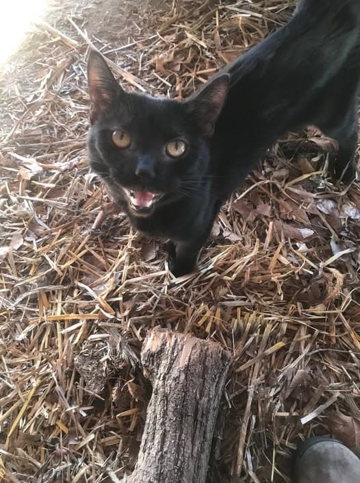 Gato en Trenton