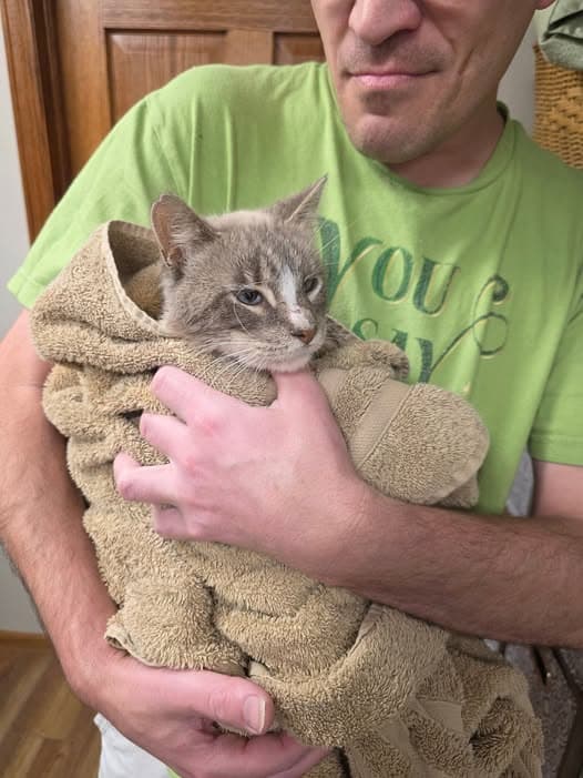Katze in Sturgis