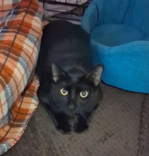 Gatto a Massanassa