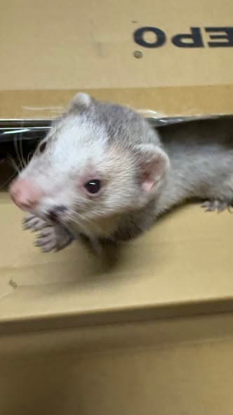 Animal encontrado