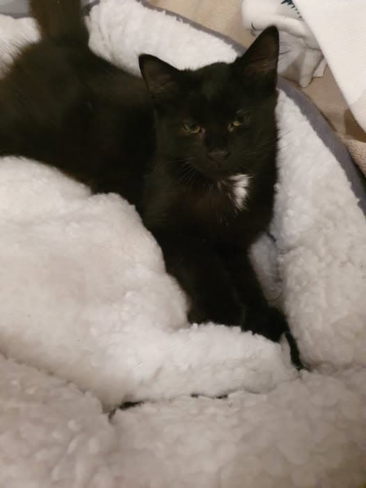 Katze