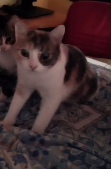Katze