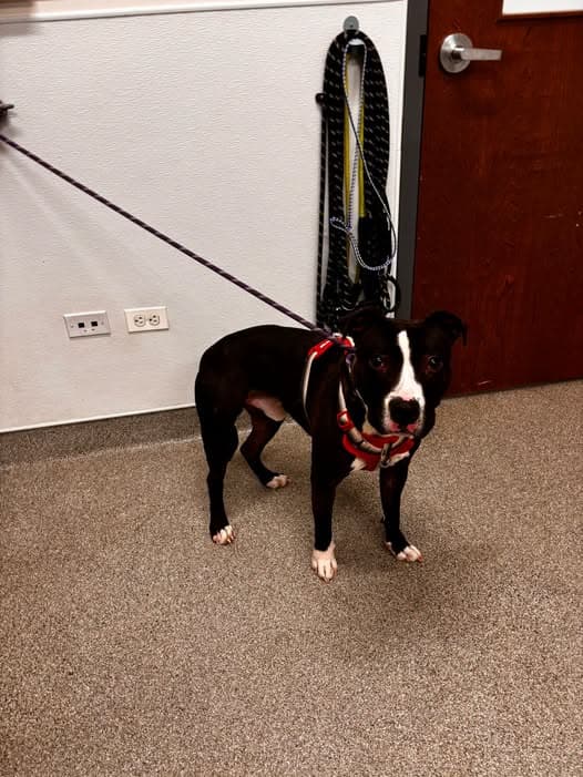 Perro en Chicago Heights
