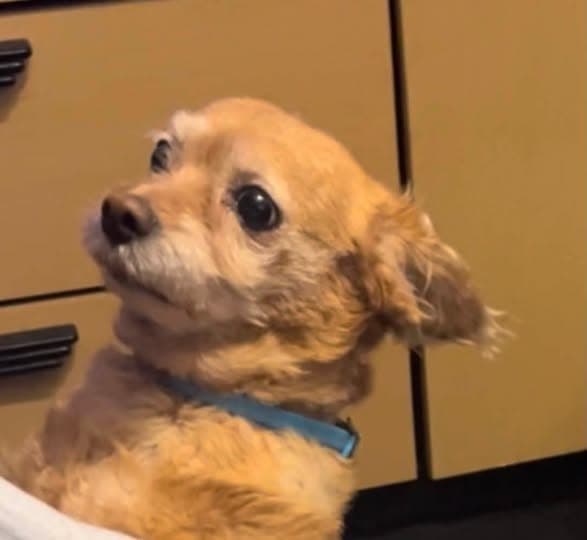 Nombre de la Mascota Nova