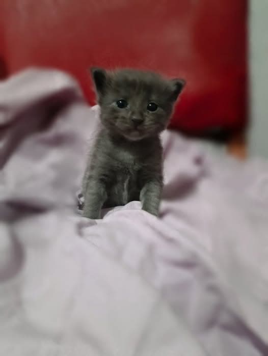 Gato em Córdoba Capital