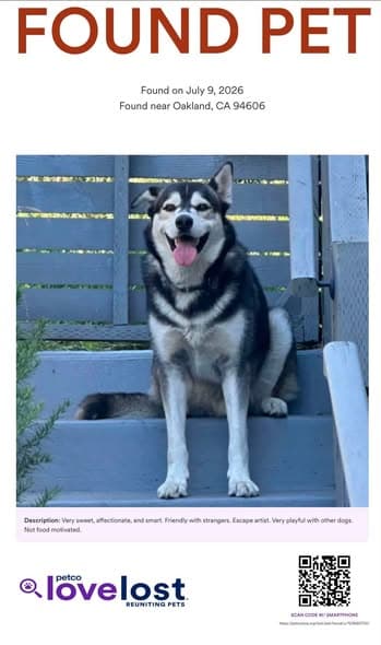 Hund in Oakland