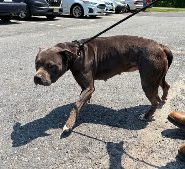 Pet Name Perro en Willingboro