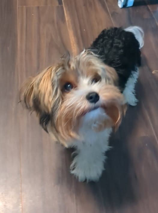 Pet Name PETIT BONHOMME
