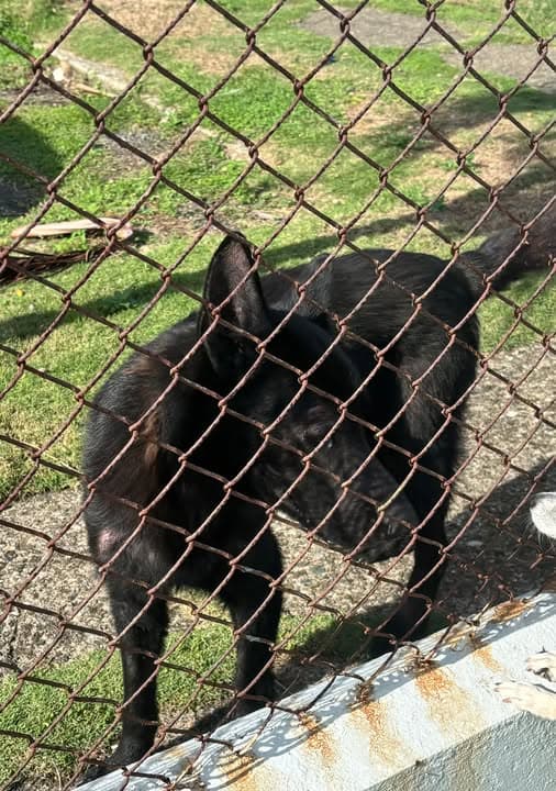 Dog in Rio Hondo/Riverview