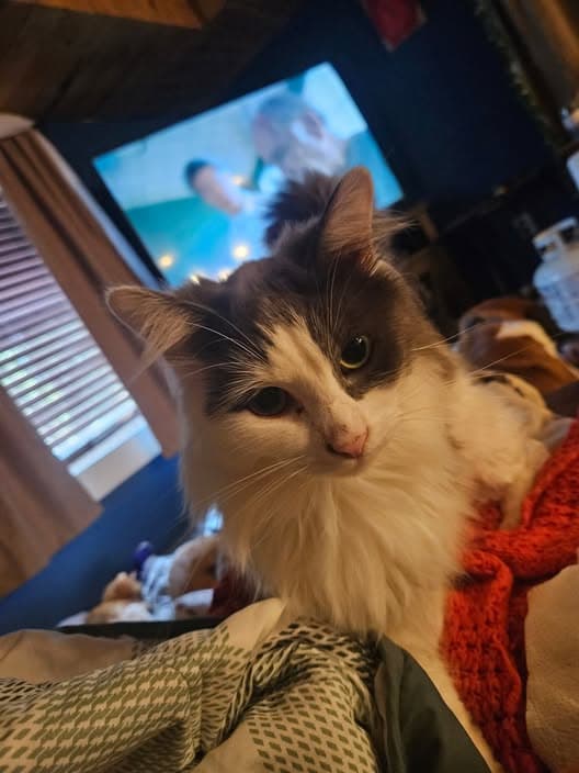 Meowth