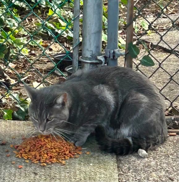 Katze gefunden