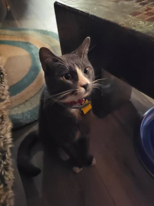 Katze