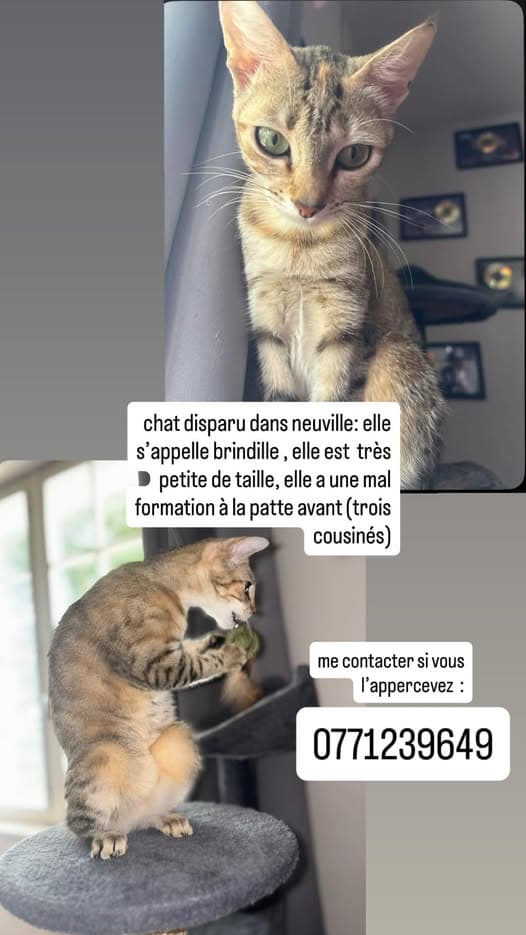 Name des Haustieres Gato