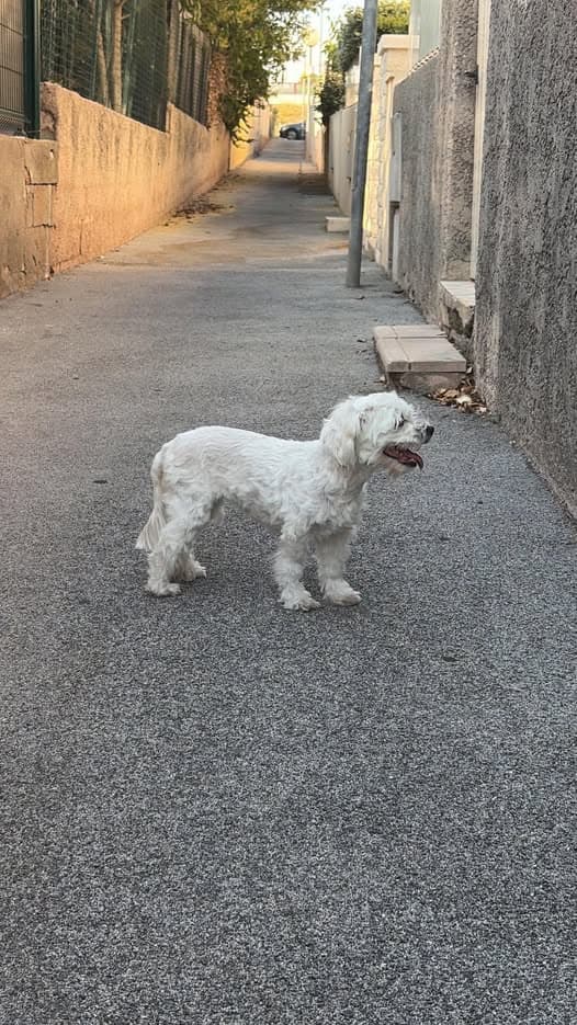 Hund in Puget sur Argens