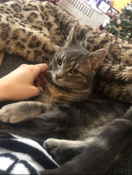Nombre de la Mascota Gato
