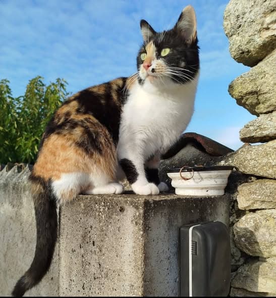 Mimie