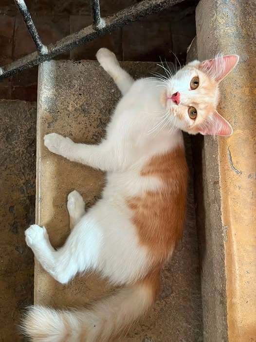 Gato encontrado