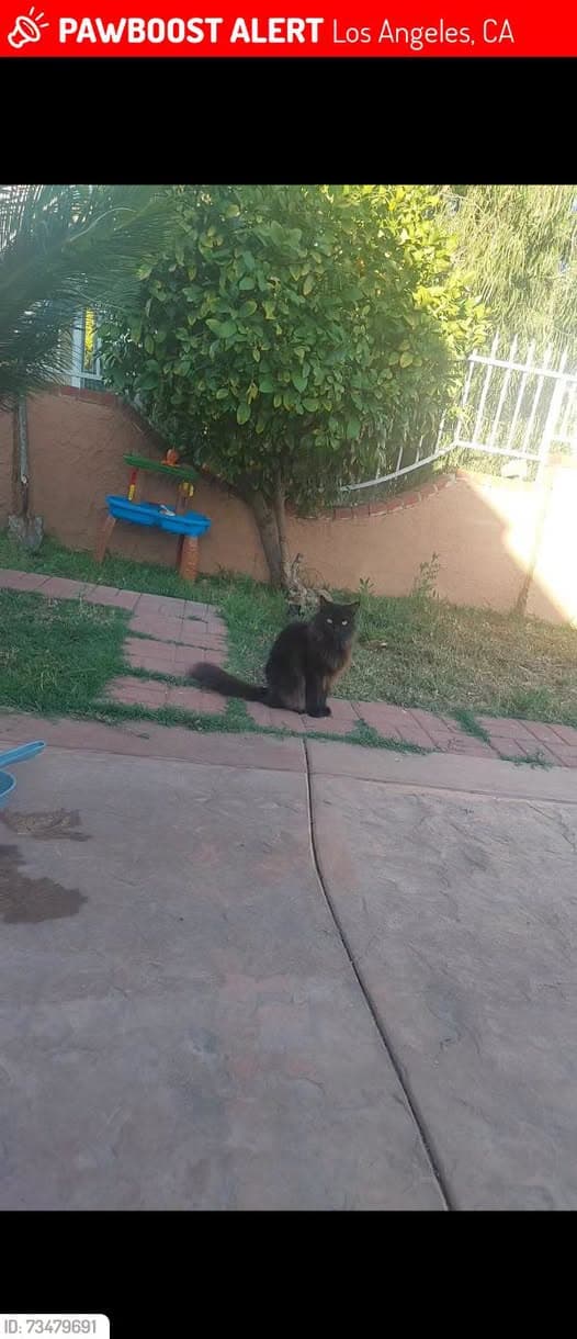 Katze