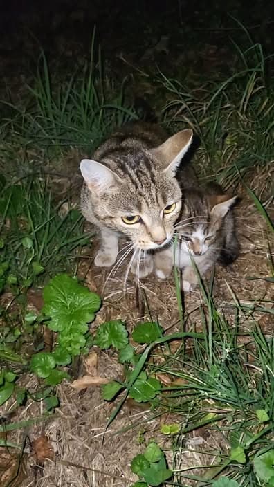 Cat in Bourbon-l'Archambault