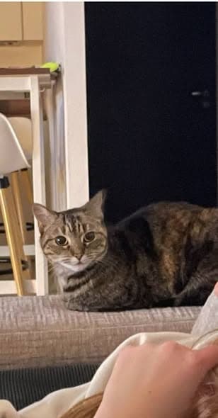 Name des Haustieres Minette