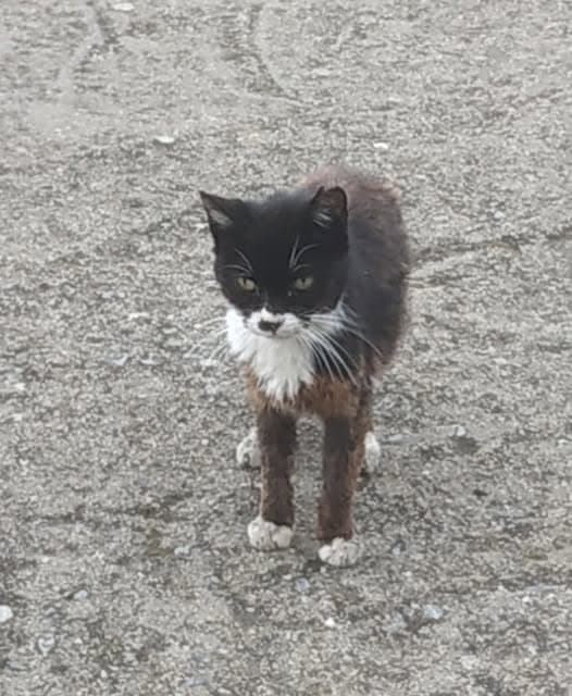 Cat in El Tiemblo