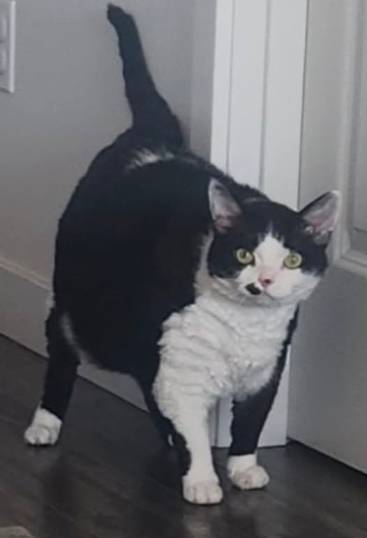 Bub