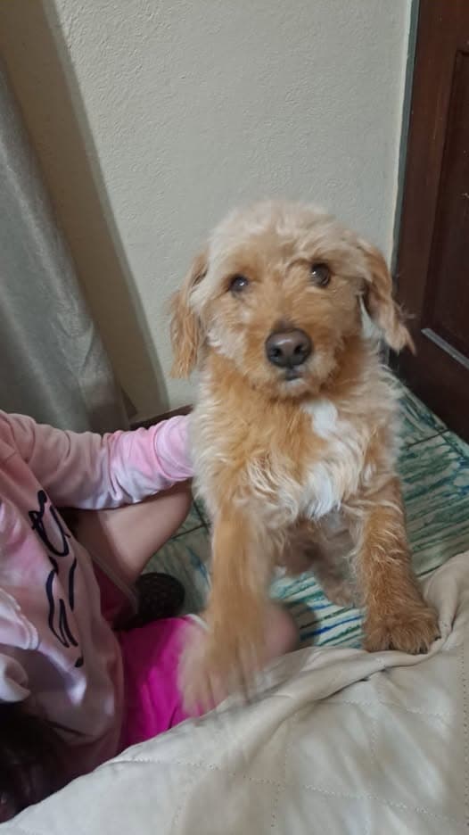 BENJI