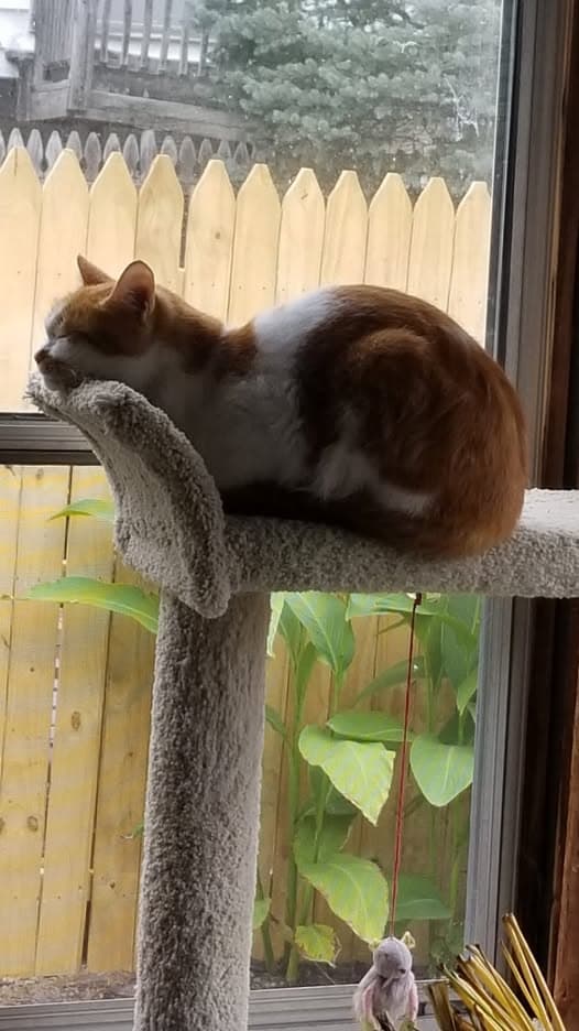 Chester