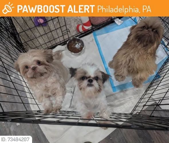 Hund in Philadelphia
