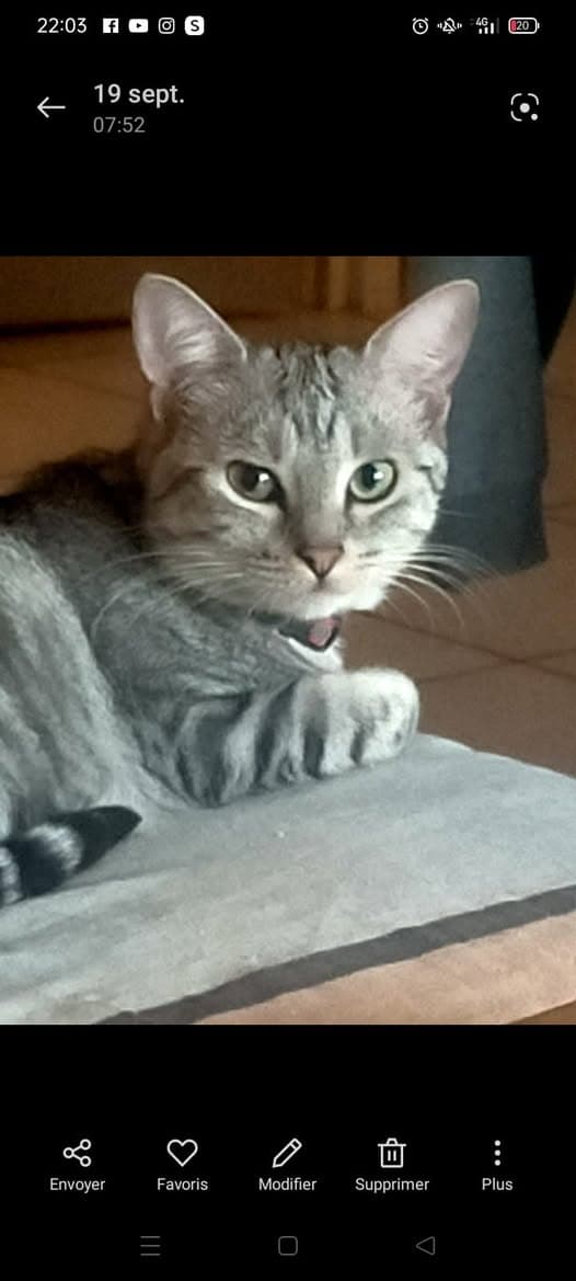 Gato