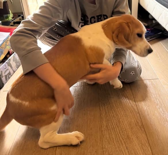 Bea