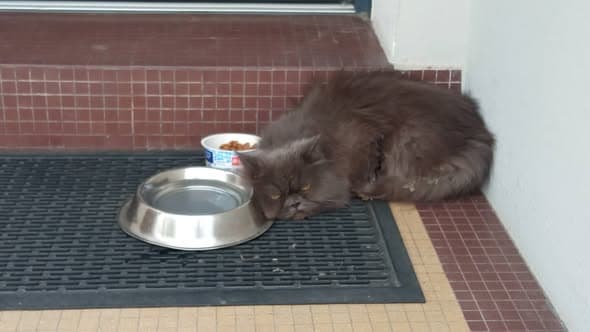 Nombre de la Mascota Gato en Pornichet