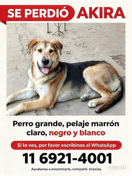 Dog