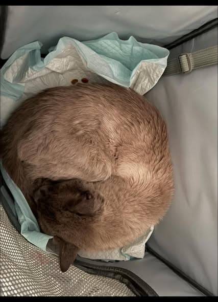 Gato encontrado