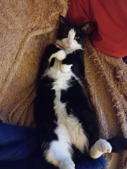 Hugo